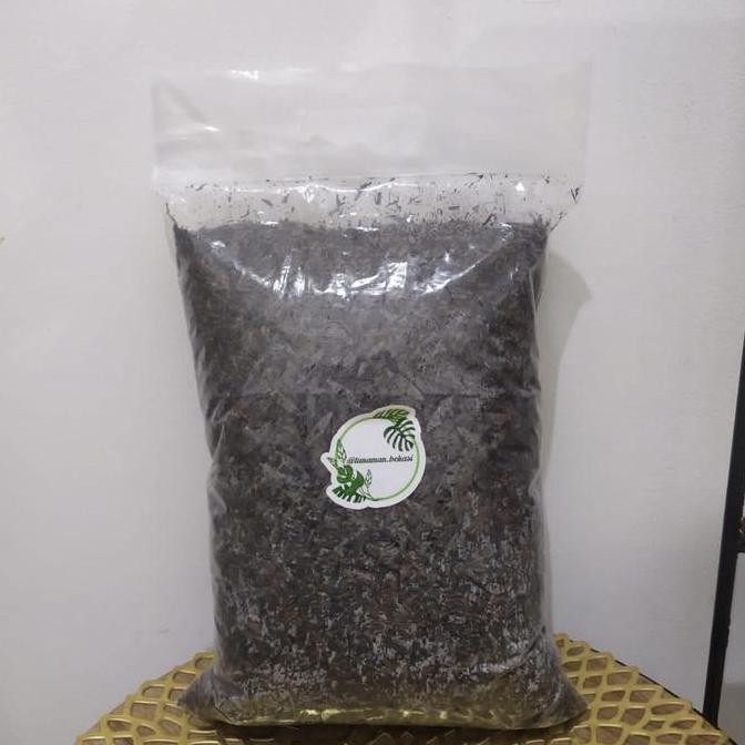 media tanam aglaonema