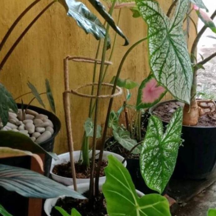 turus penyangga tanaman Keladi