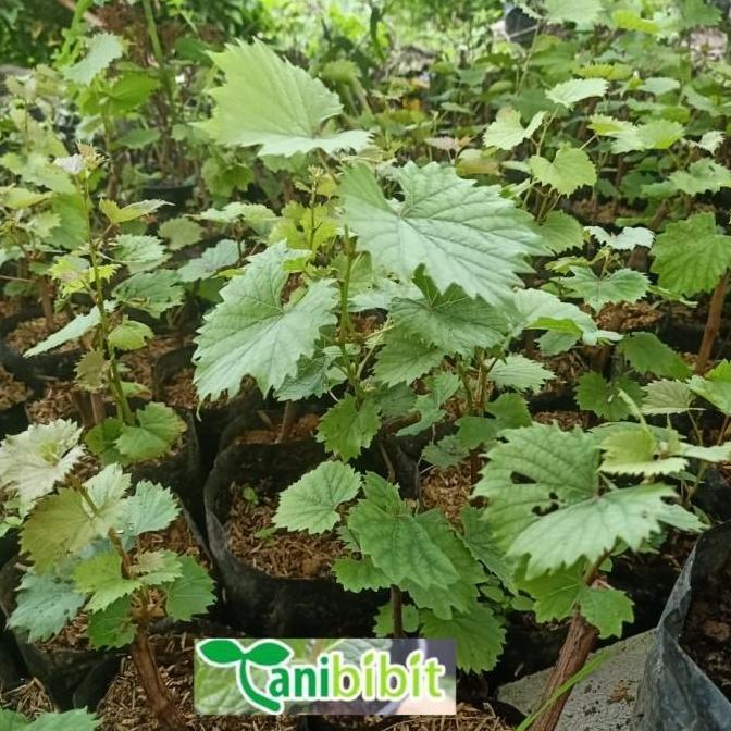 Bibit Anggur red master- Pohon Anggur - Tanaman cepat berbuah