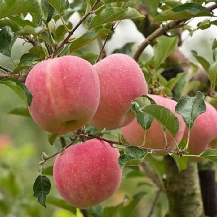 POHON Bibit tanaman buah apel fuji okulasi super (cepat berbuah) FFFF bibit berkualitas premium
