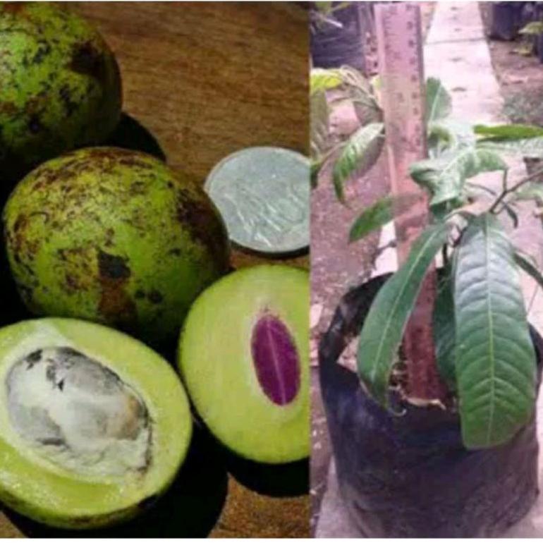 BIBIT POHON JATAKE/POHON GANDARIA | TANAMAN LANGKA