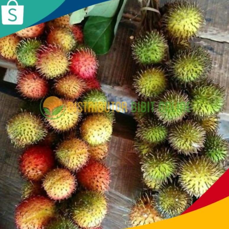 Bibit Buah Rambutan Rapiah Siap Berbunga