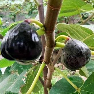 Promo bibit buah tin Iraqi - jenis buah tin hitam genjah manis