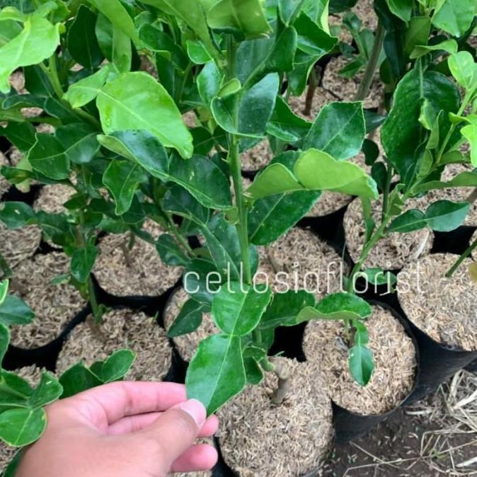 Bibit Tanaman Buah Jeruk Purut Okulasi Cepat Berbuah pohon hidup MM04 TAMBULAPOT