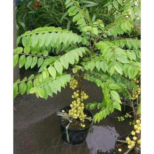 Bibit Tanaman Buah Cermai bahan bonsai benih pohon di dalam pot DDDD TAMBULAPOT