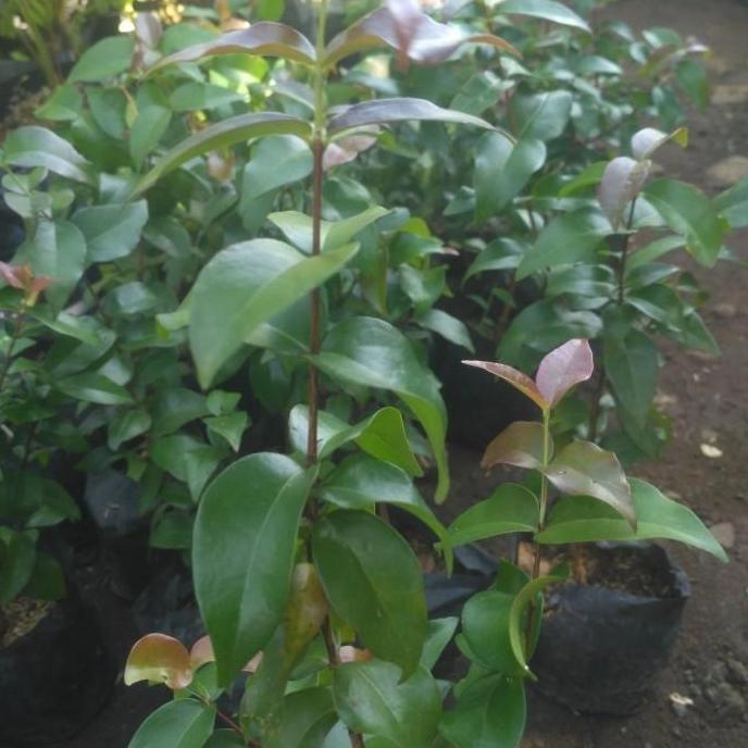 POHON Bibit Pohon Dewandaru Bibit Dewandaru Buah Dewandaru Pohon DDDD TAMBULAPOT