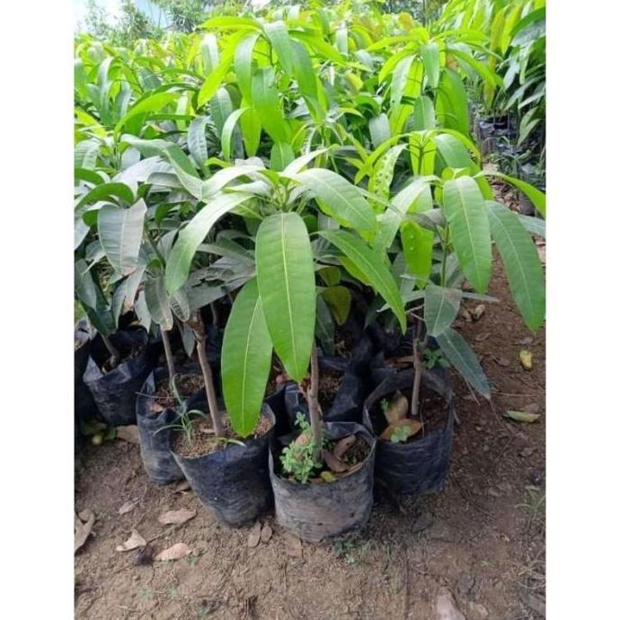 TERPERCAYAA Bibit Buah Mangga Kelapa Super - Pohon Mangga Kelapa DDDD TAMBULAPOT