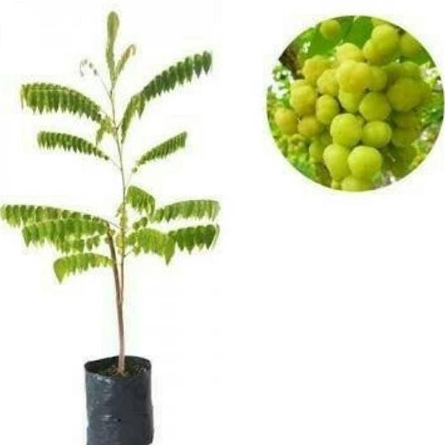 Bibit Tanaman Pohon Cermai Bibit Cermai Bibit Ceremai Buah Cermai DDDD TAMBULAPOT