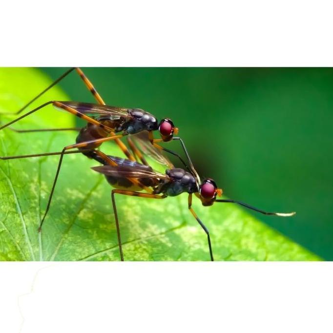 Minolta - Lensa Kamera HP - Lensbong Macro 45mm For Smartphone