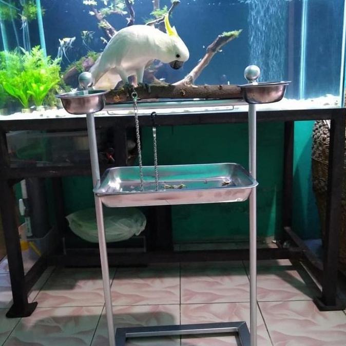 HARGA SAHABAT - Tangkringan pangkringan burung parrot kakatua africran grey hans macaw