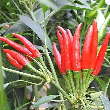 Ready Benih Bibit Biji - Cabai Chaotian Pepper Pepper Seeds