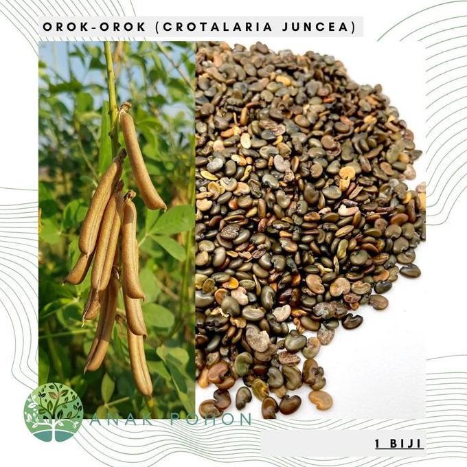 Ready Benih Bibit Biji - Orok Orok (Crotalaria juncea) Penghasil Biomassa