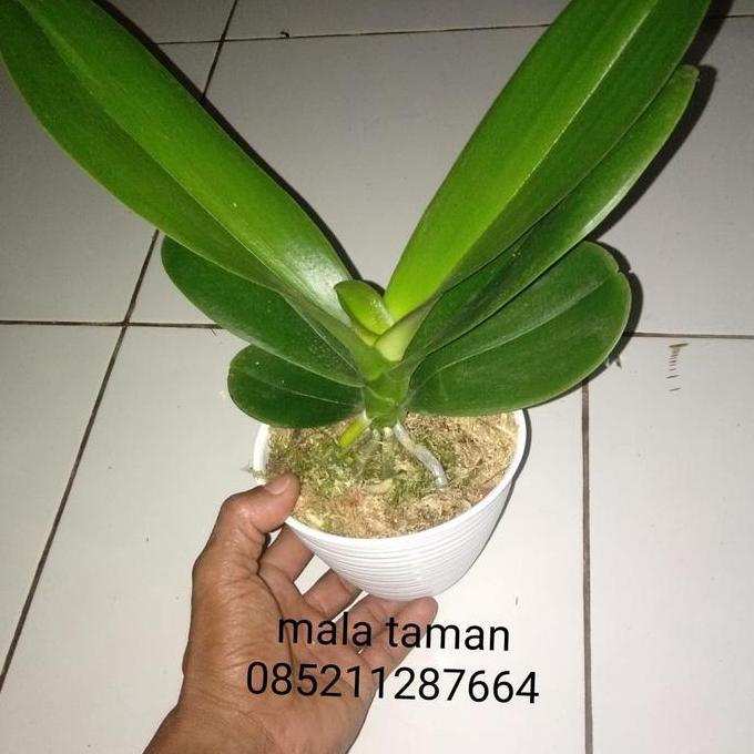 anggrek bulan. tanaman+pot.