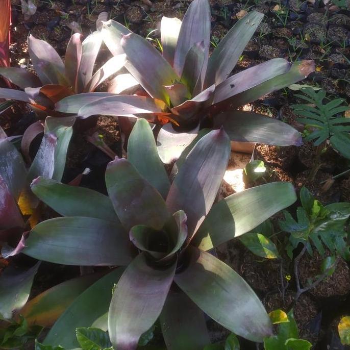 tanaman hias Bromelia giant // bromelia besar