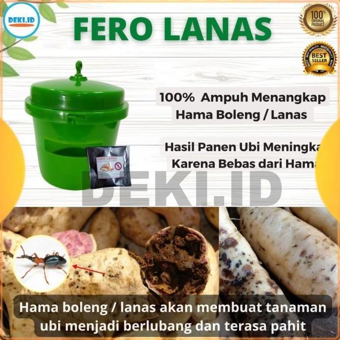 Ferolanas Feromon Pengendali Hama Boleng Tanaman Ubi Jalar Fero Lanas