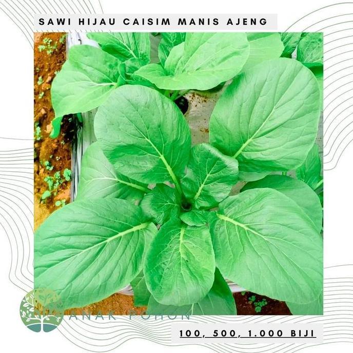 Ready Benih Bibit Biji - Sawi Hijau Manis Ajeng / Sawi Bakso Mie Ayam Seeds