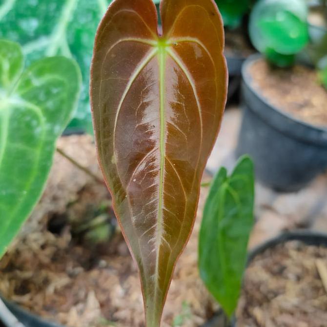 anthurium warocqueanum x magnificum
