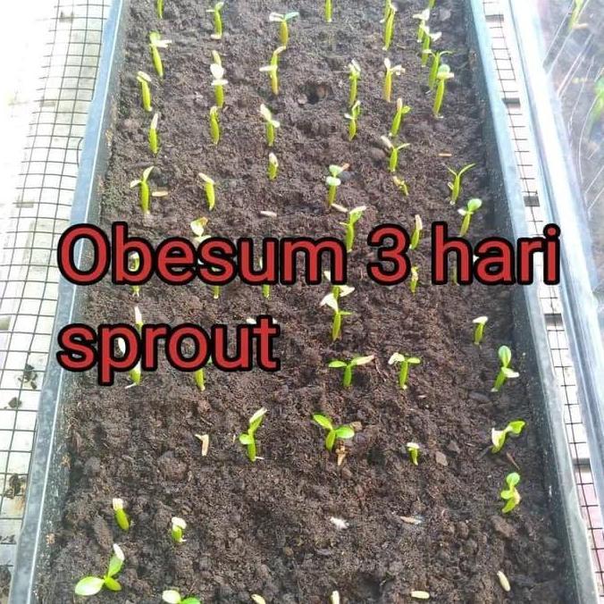 Ready Benih Bibit Biji - Bunga Adenium Obesum Mix (Single & Double Petal) Flower Seeds - IMPORT THAI