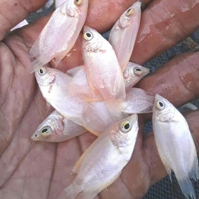 GURAME PADANG BIBIT. SIZE JEMPOL.