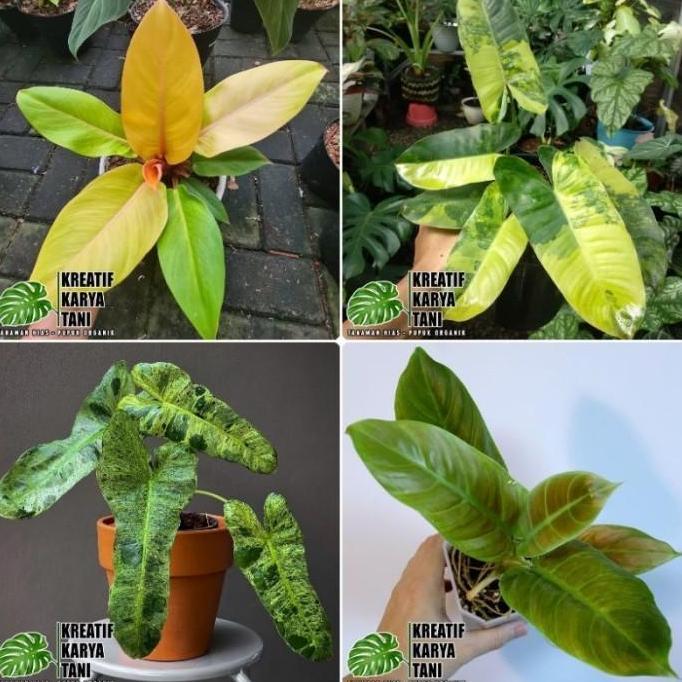 Jenis tanaman hias philodendron - Tanaman hias philodendron