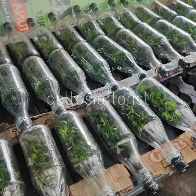 Bibit Anggrek Bulan Botol / Anggrek Botolan