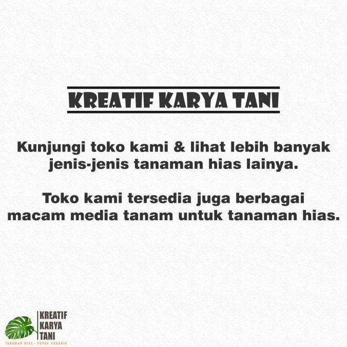 Tanaman hias philodendron pink congo - Philodendron pink congo