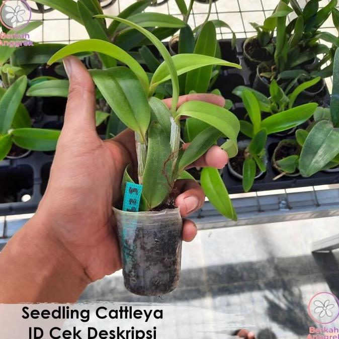 Seedling Cattleya Anggrek Cattleya