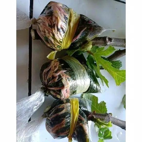bibit buah tin fc nero portugalo