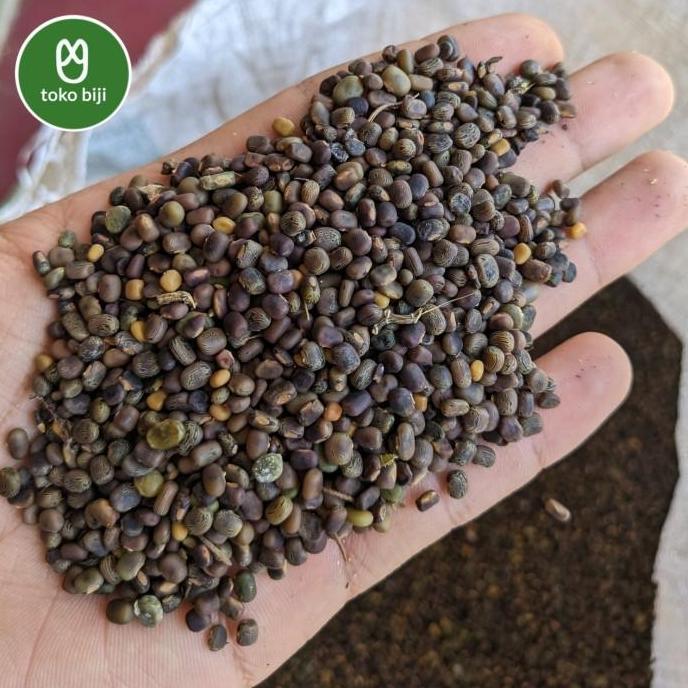 Biji Benih CP (Centrosema pubescens)