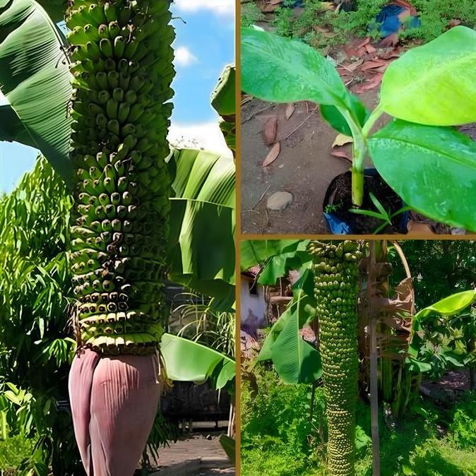 Bibit Tanaman Buah Pisang Raja Seribu / Raja Sewu Unggul Siap Tanam kualitas premium