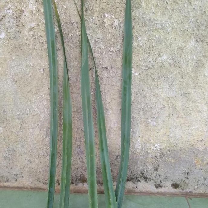 Daun pandan duri/pandan tikar.