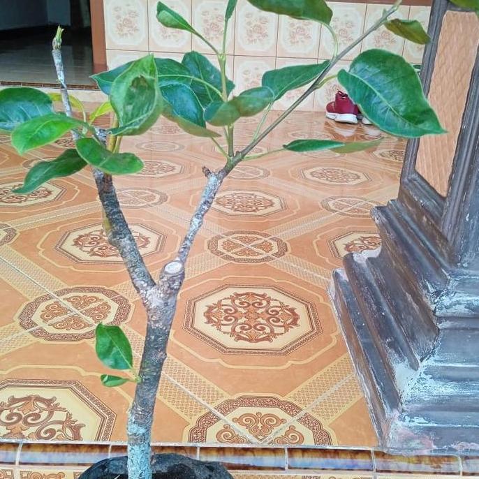 bibit tanaman buah pir madu batang besar kualitas premium