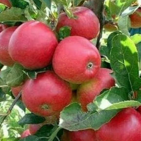 Bibit tanaman buah Apel atau pohon apel Fuji unggul dan Berkwalitas kualitas premium