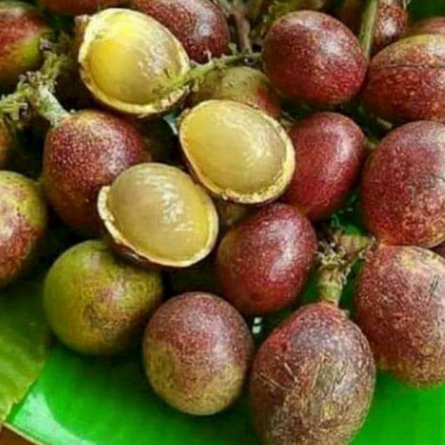 promo 5 bibit tanaman buah matoa merah / matoa hijau super genjah kualitas premium