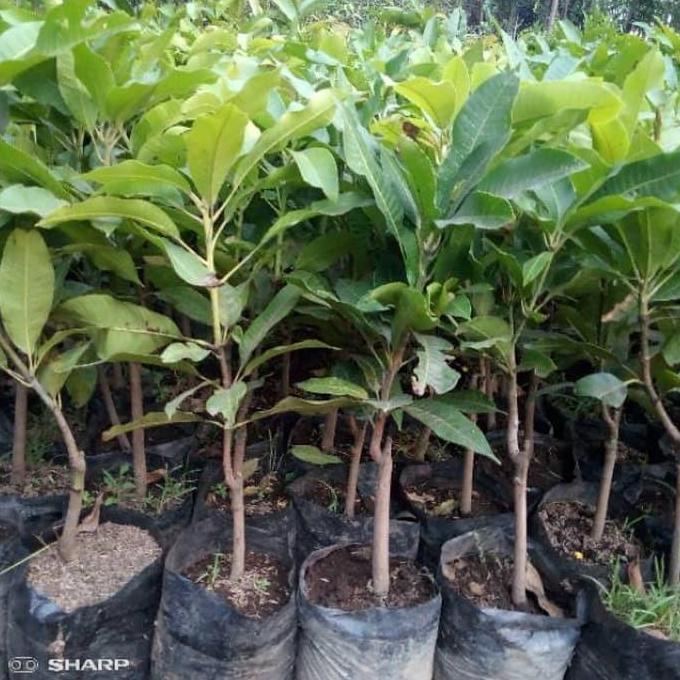 Bibit tanaman buah mangga harum manis madu kualitas premium