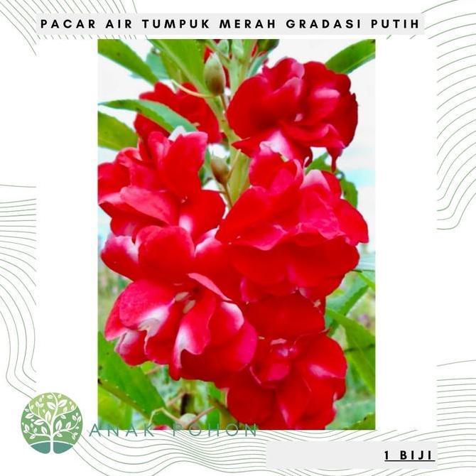 Benih Bibit Biji - Bunga Pacar Air Tumpuk MERAH GRADASI PUTIH Seeds