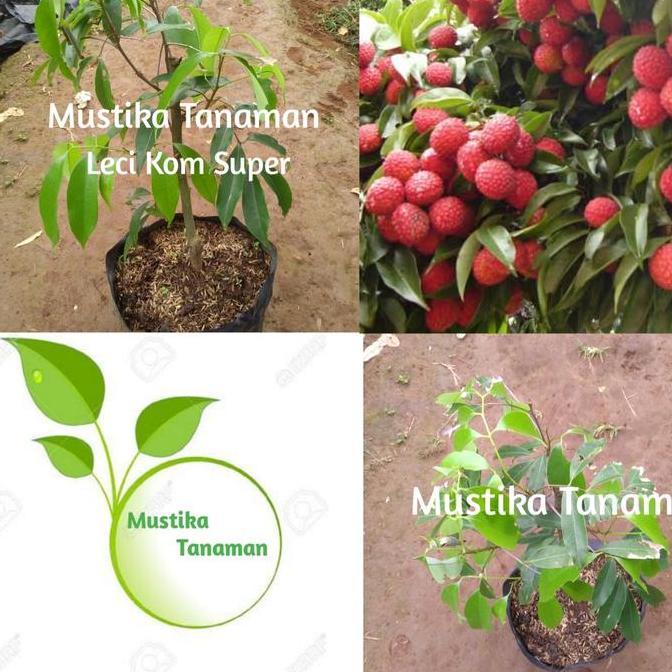 Bibit Pohon Buah Leci Kom/Dwarf Lychee/Leci Cangkok Terbaik