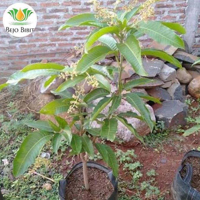 Pohon Mangga Sudah Berbunga 1 Meter Up | Bibit Tanaman Buah Mangga Terbaik