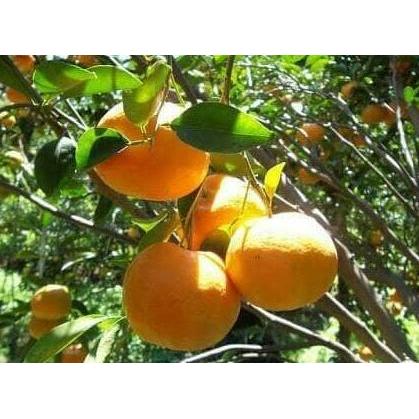 Bibit Tanaman Buah Jeruk Sunkist Varigata Berbunga atau Berbuah Terbaik