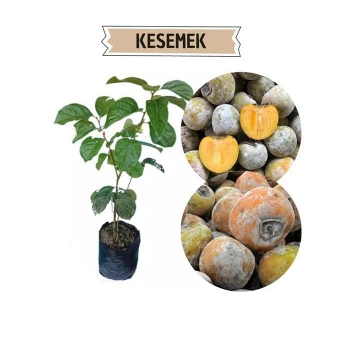 Bibit Tanaman Buah Kesemek-Bibit Pohon Kesemek Super Terbaik
