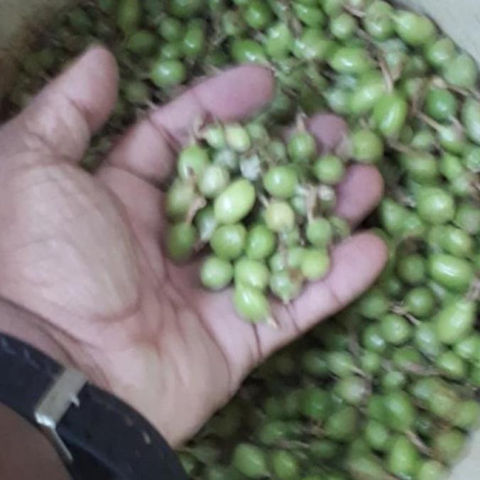 Green Cardamon 1 KG / Kapulaga Hijau / Kapulaga Sabrang India 1 KG HT