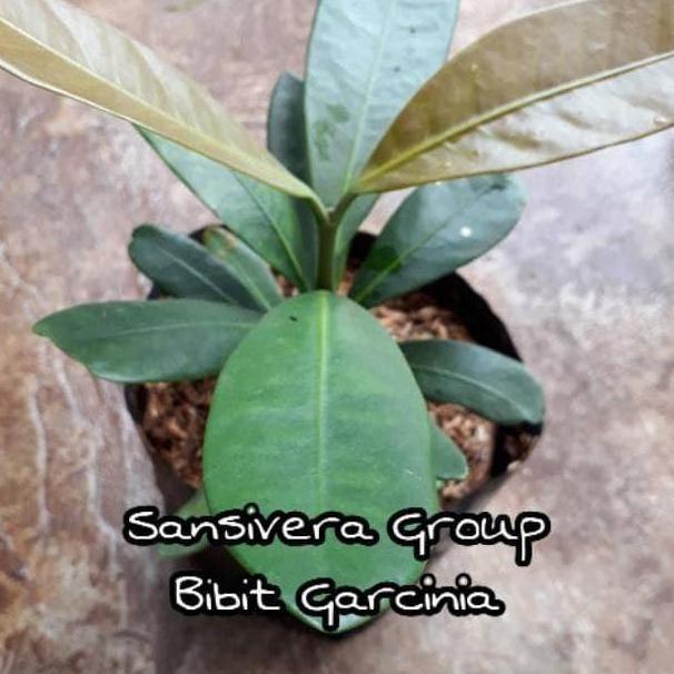 Tanaman Buah Herbal Garcinia / Bibit Asam Gelugur B@Ru AT12 Terbaik