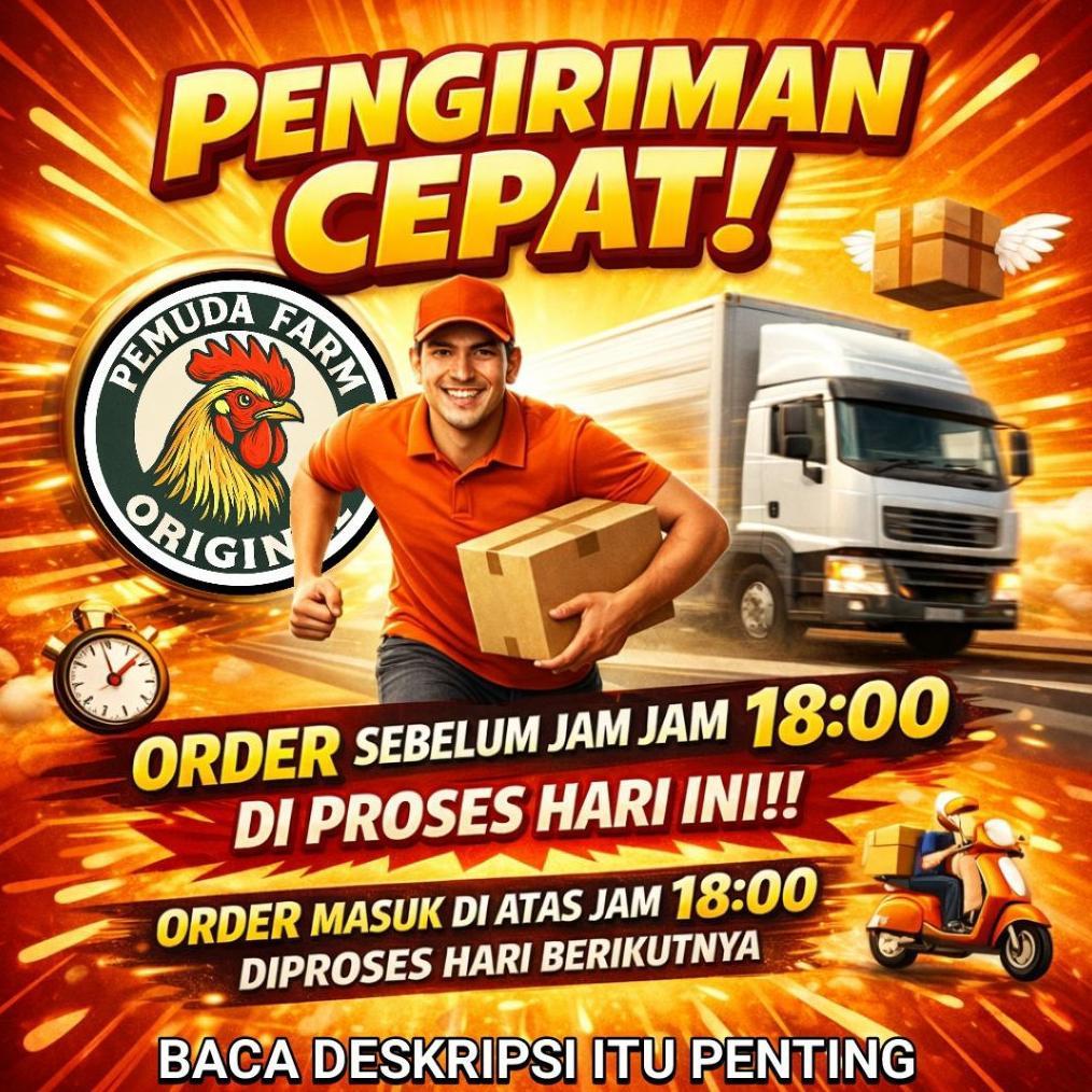 terbaru lampu pijar untuk ayam pioline 5 watt ps-55 super hyper