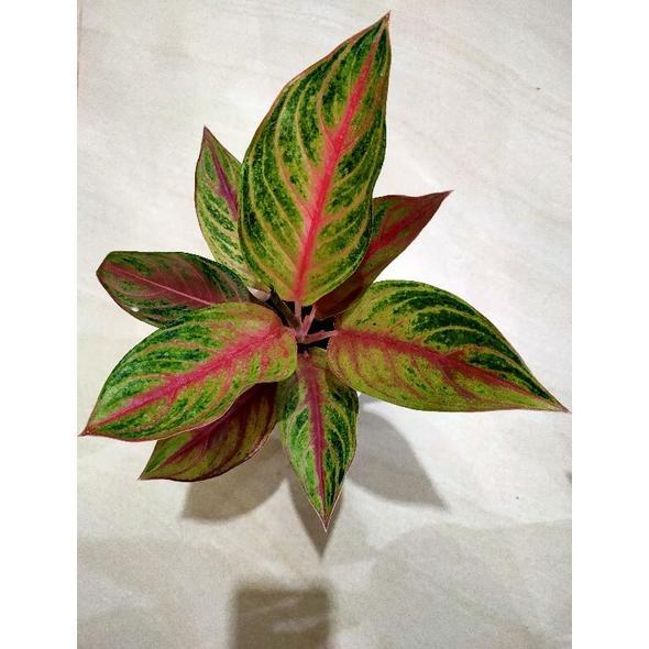 aglonema RED PANAMA / SWEET HEART