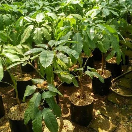 Tanaman Walisongo daun besar - pohon Walisongo 1mtr