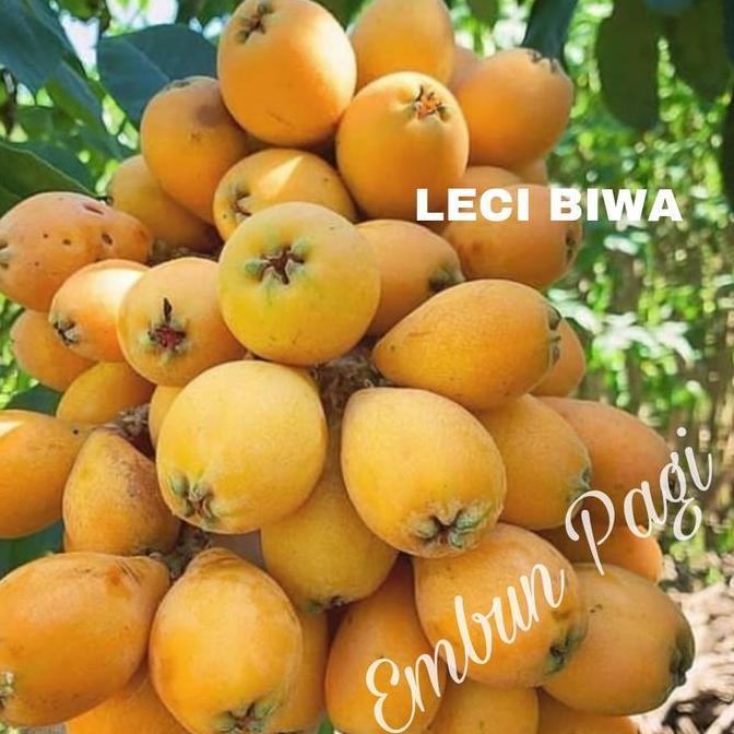 Bibit Leci Kuning Leci Biwa Leci Loquat