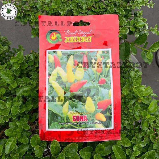 Willl- Benih Bibit Cabe Rawit Putih Sona Benih Unggul Jawara - Cabe Rawit Putih Sona