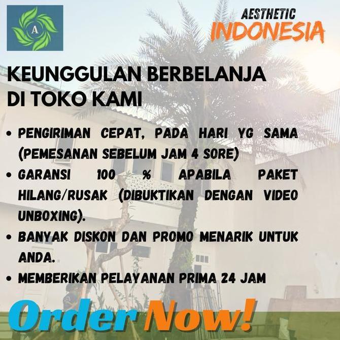 Pohon Bungur Sakura Tinggi 2 Meter | Pohon Pelindung Bungur Tinggi 2 Meter