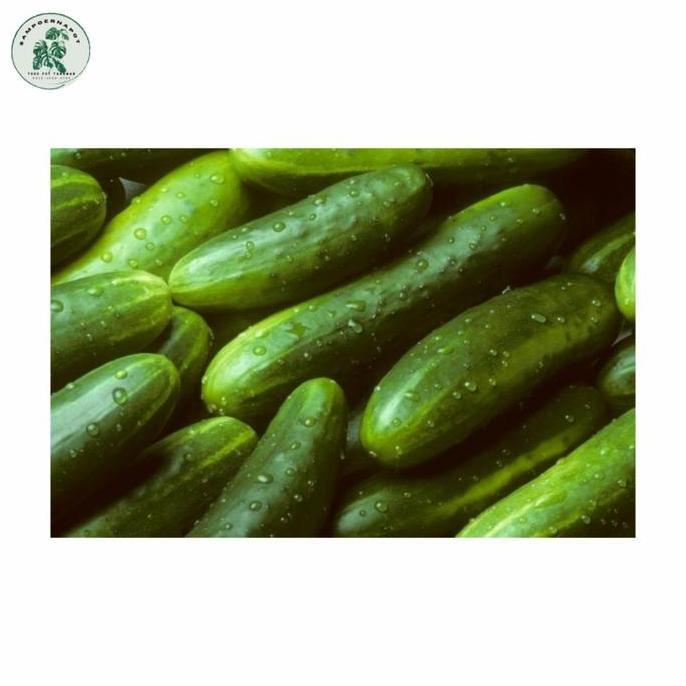 Okwemereza- Benih Bibit Timun Lalap Vitani F1 Cap Panah Merah - Timun Vitani F1