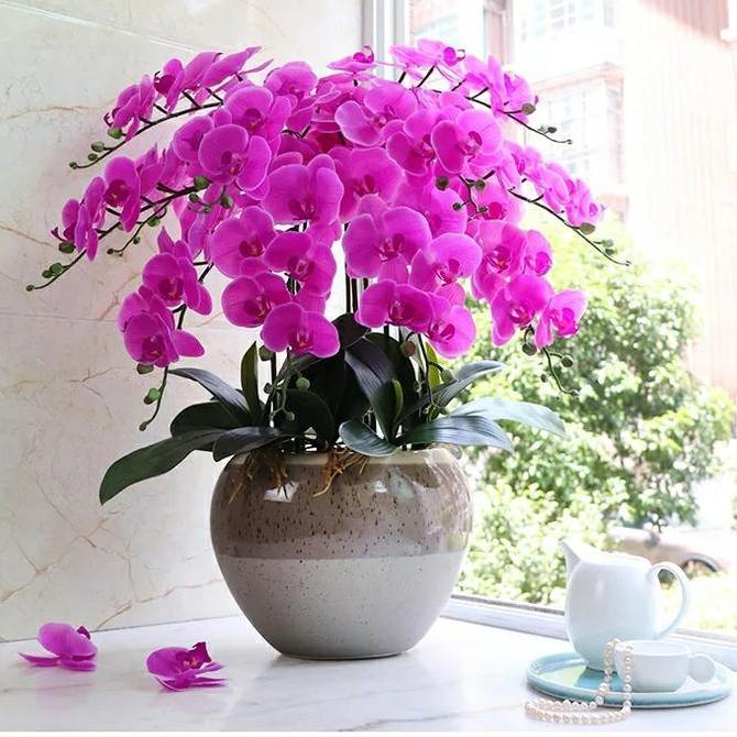 HARGA GROSIR - Bunga Anggrek Artificial Latex Import Premium-Fuschia